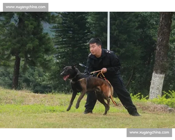 聚焦状元360军犬比赛展现警犬实力与训导风采打造军犬竞技盛典 聚焦状元360军犬比赛展现警犬实力与训导风采打造军犬竞技盛典