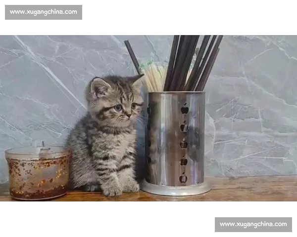 《猫咪训练大比拼:寻找最聪明的猫咪冠军挑战赛》 《猫咪训练大比拼:寻找最聪明的猫咪冠军挑战赛》